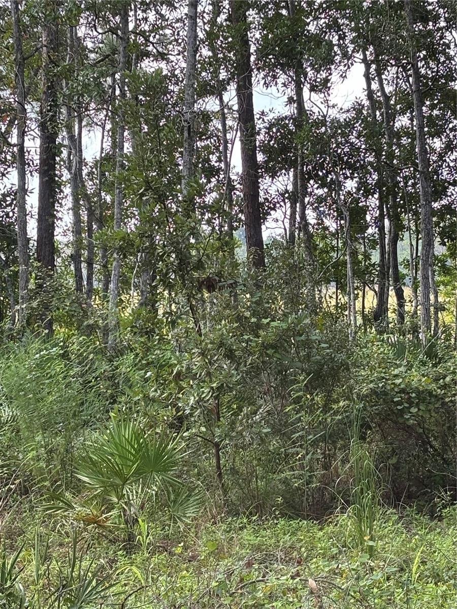 Image 4 of 5 For 246 Browns Hammock Road