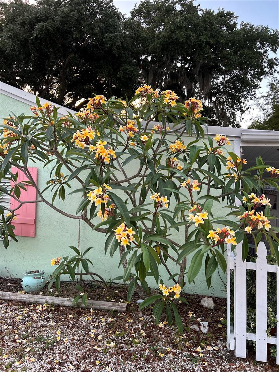 Image 53 of 71 For 1711 Magnolia Street