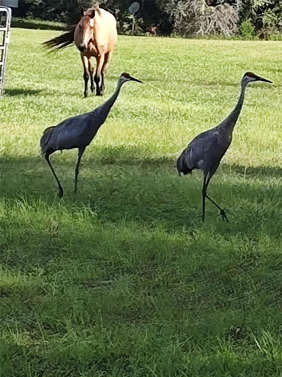 Image 7 of 25 For 1045 Buckles Road