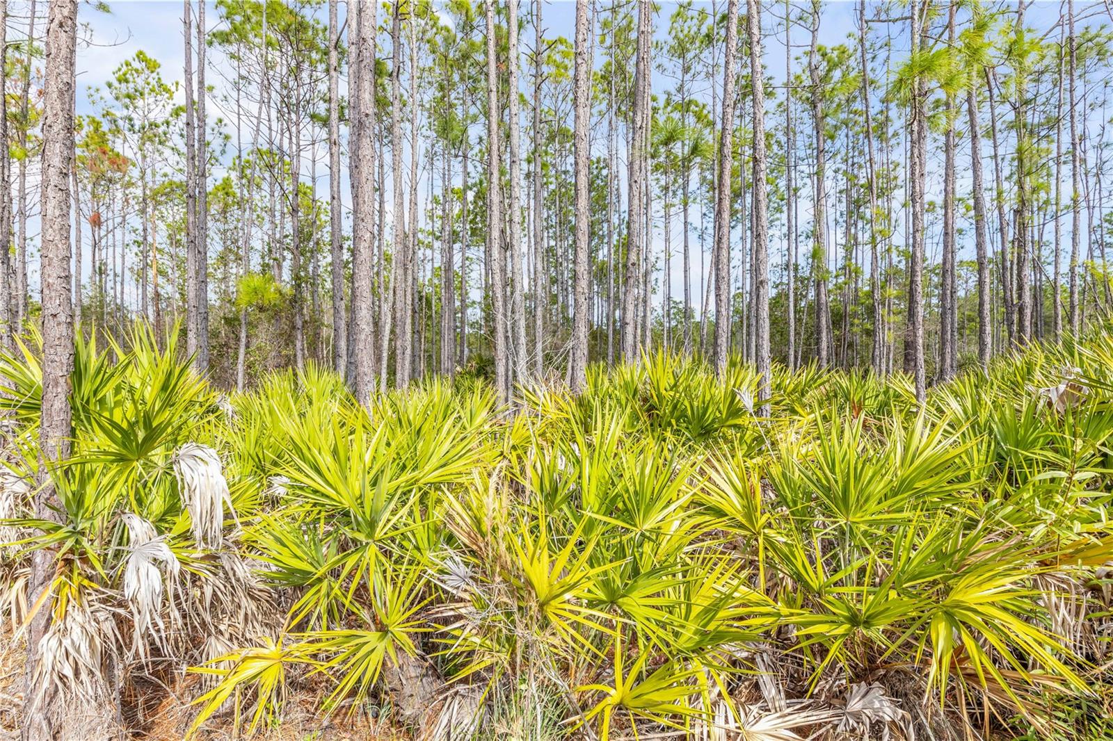 Image 57 of 69 For 71 River Strand Lane