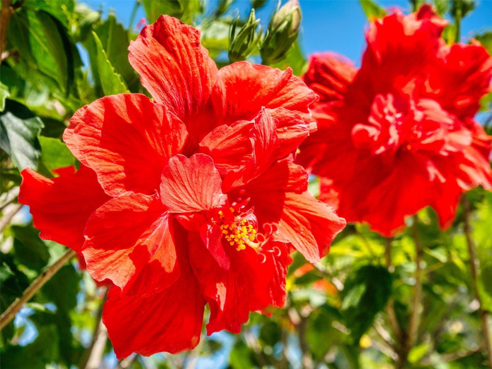 Image 51 of 78 For 3800 Saxon Drive 250