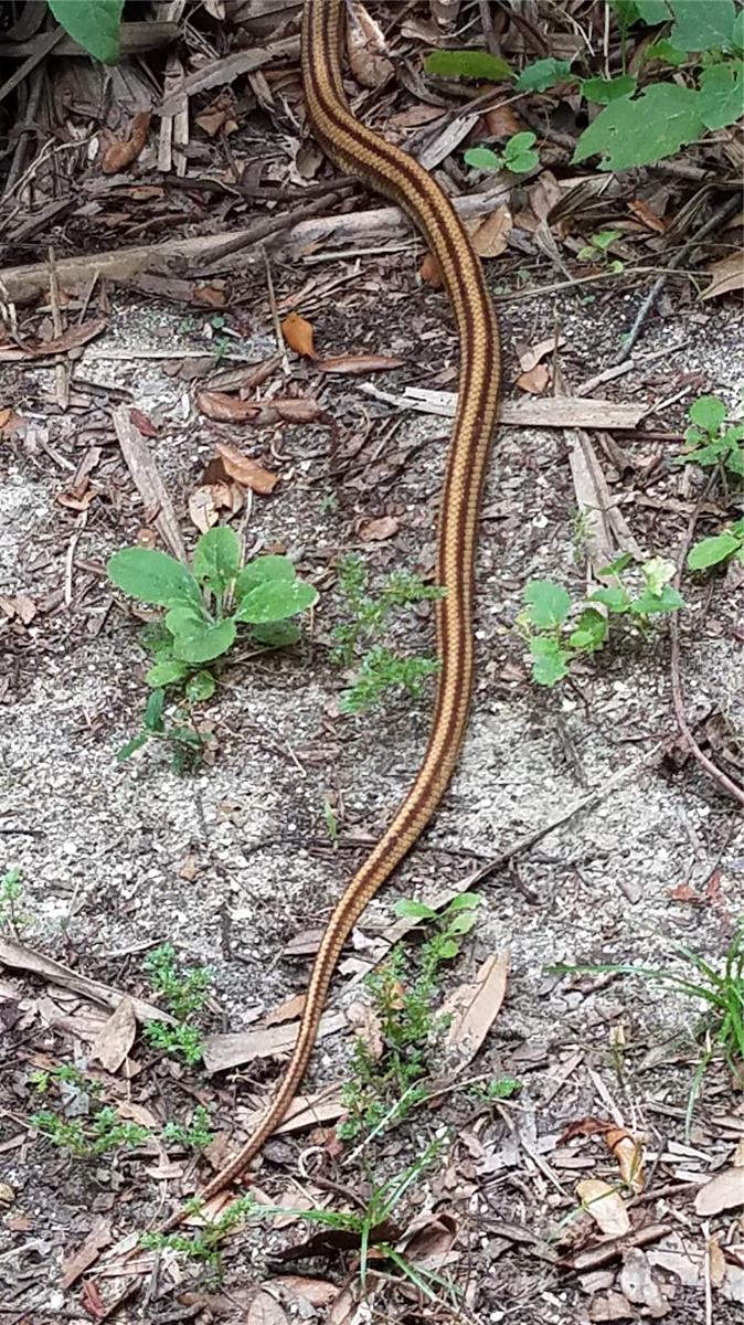 Image 80 of 99 For 1798 Hideaway Lane