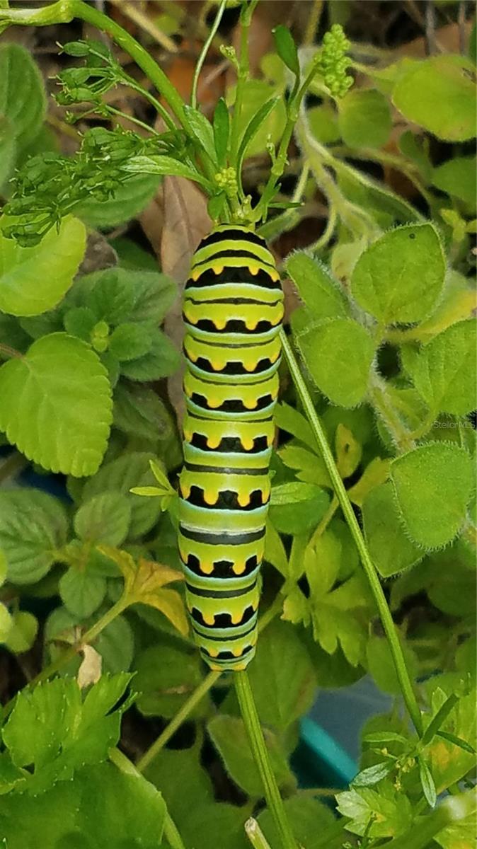 Image 81 of 99 For 1798 Hideaway Lane