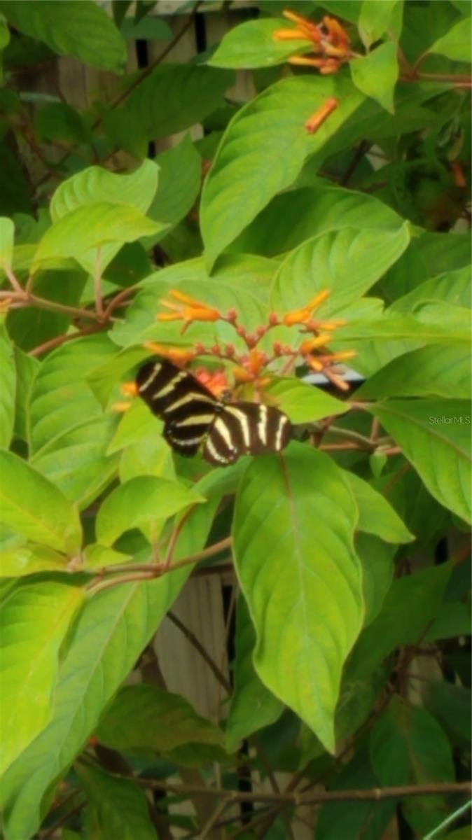 Image 82 of 99 For 1798 Hideaway Lane