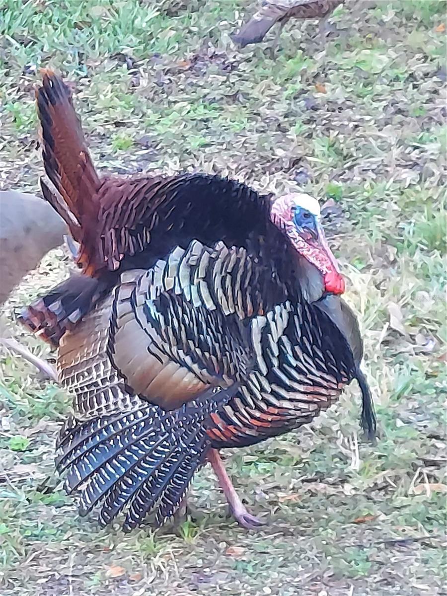 Image 84 of 99 For 1798 Hideaway Lane