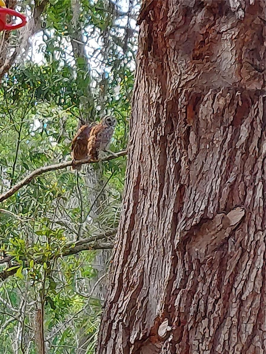 Image 85 of 99 For 1798 Hideaway Lane