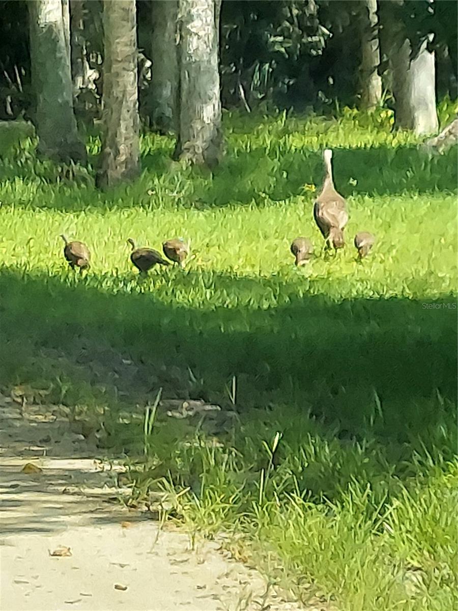 Image 87 of 99 For 1798 Hideaway Lane