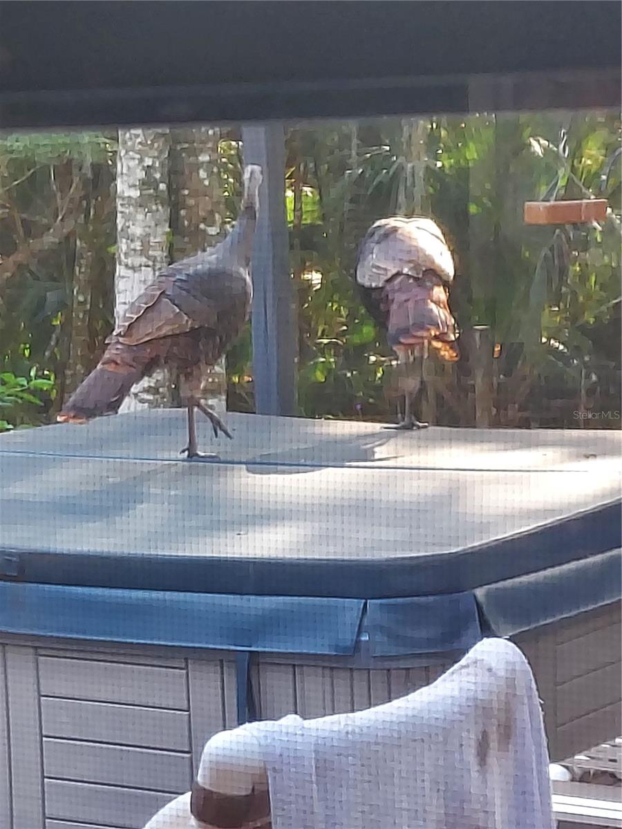 Image 88 of 99 For 1798 Hideaway Lane