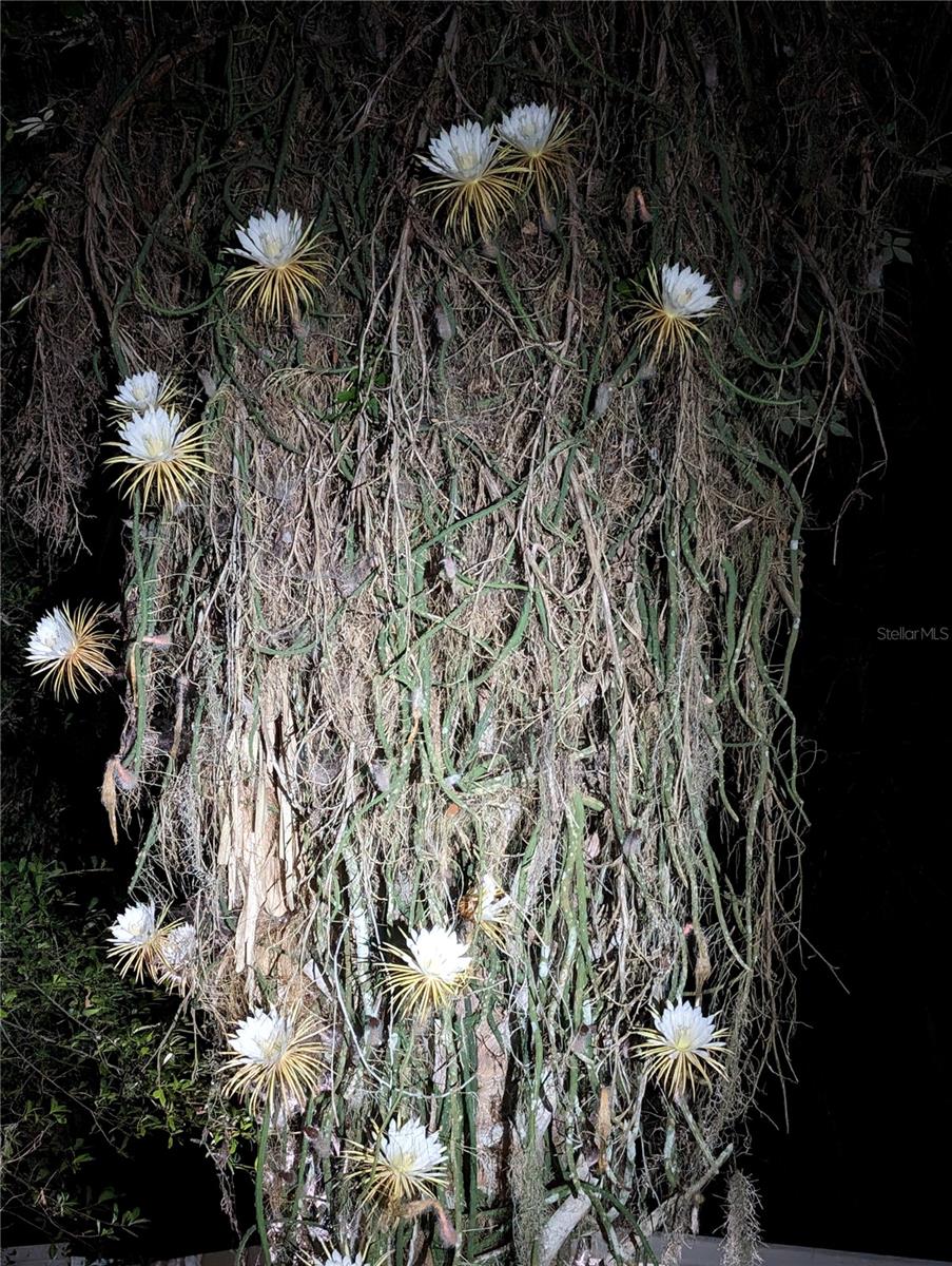 Image 97 of 99 For 1798 Hideaway Lane