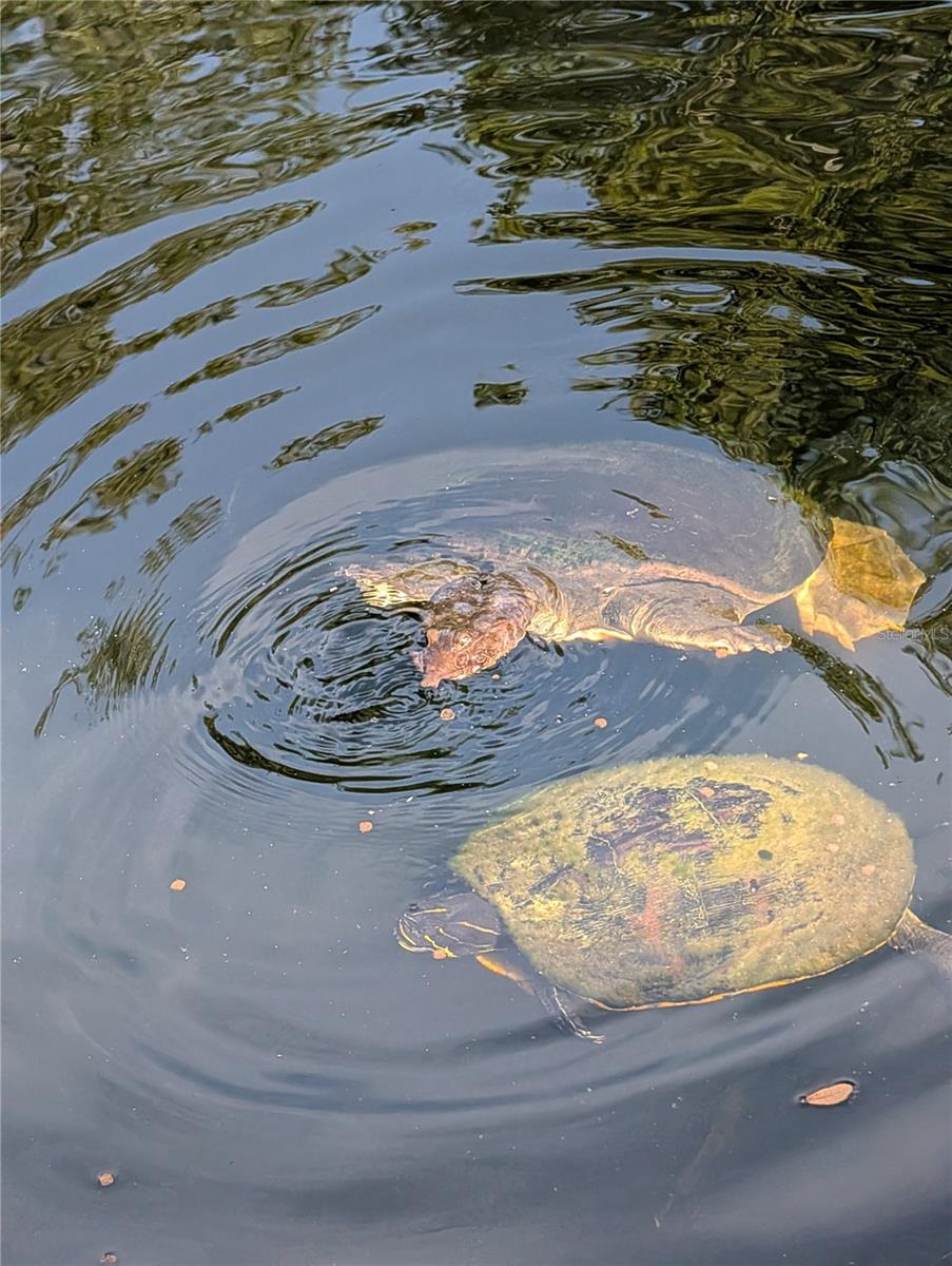 Image 98 of 99 For 1798 Hideaway Lane