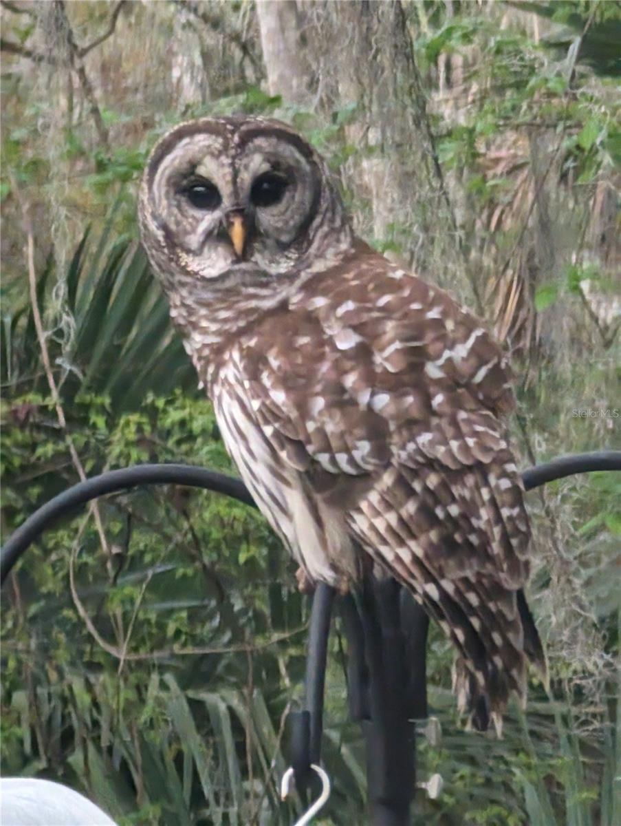 Image 99 of 99 For 1798 Hideaway Lane