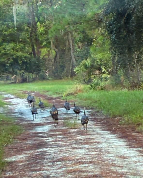 Image 5 of 5 For Highlander Drive