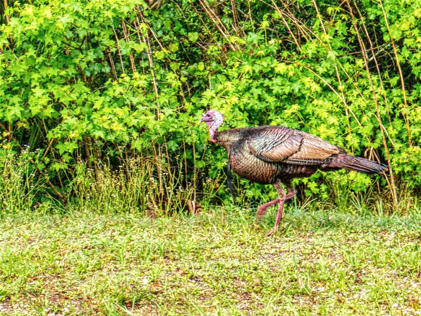 Image 36 of 46 For 2327 & 2329 Legacy Lane