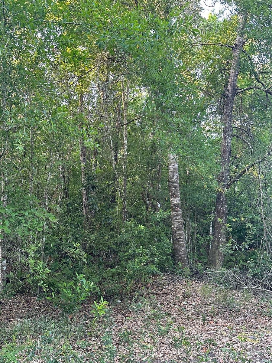 Details for  Water Road , CLERMONT, FL 34714