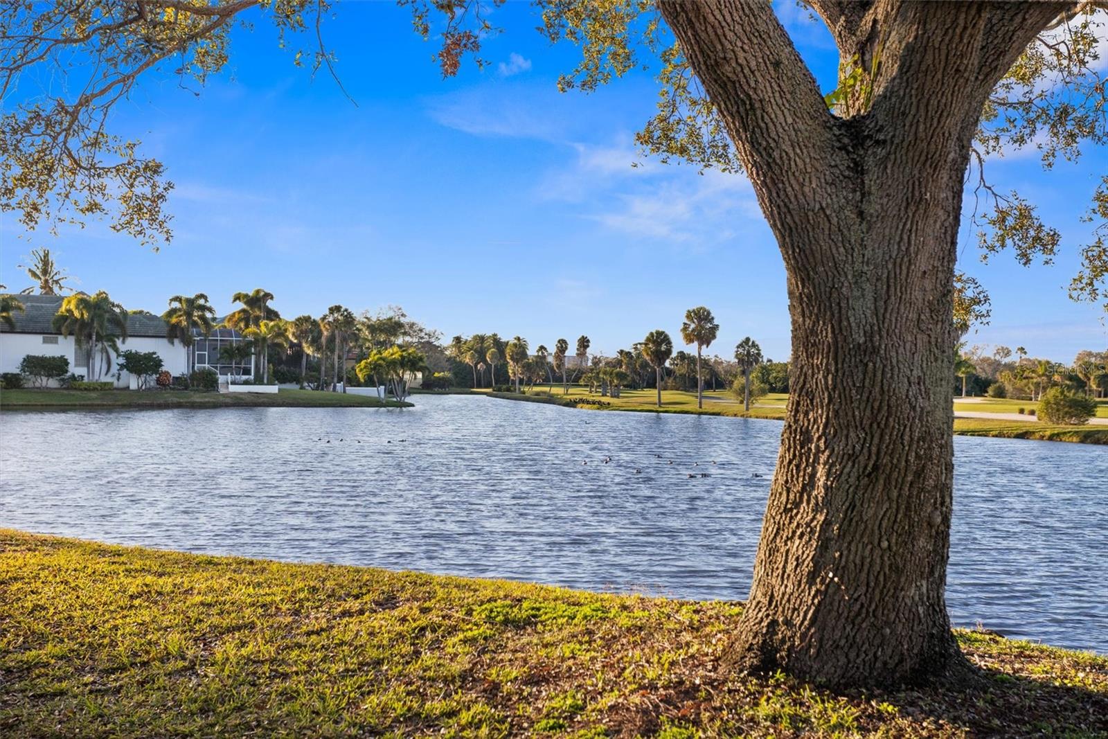 Image 82 of 95 For 5950 Pelican Bay Plaza S 302