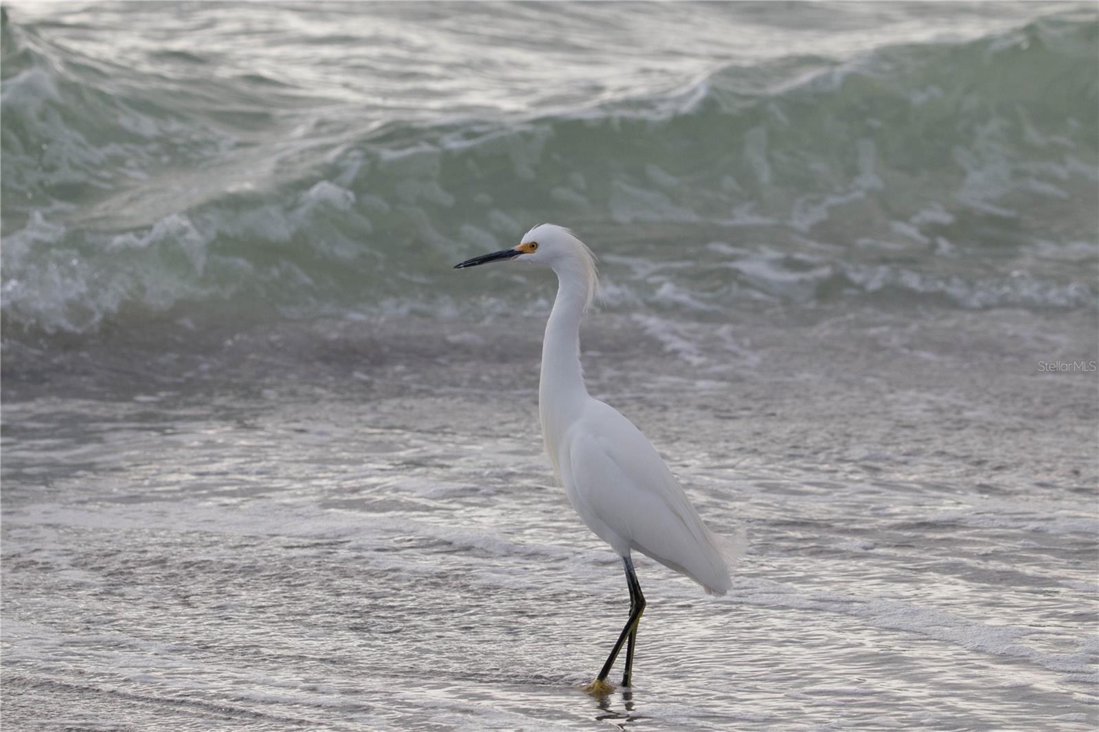 Image 26 of 29 For 5655 Gulf Of Mexico Drive D205