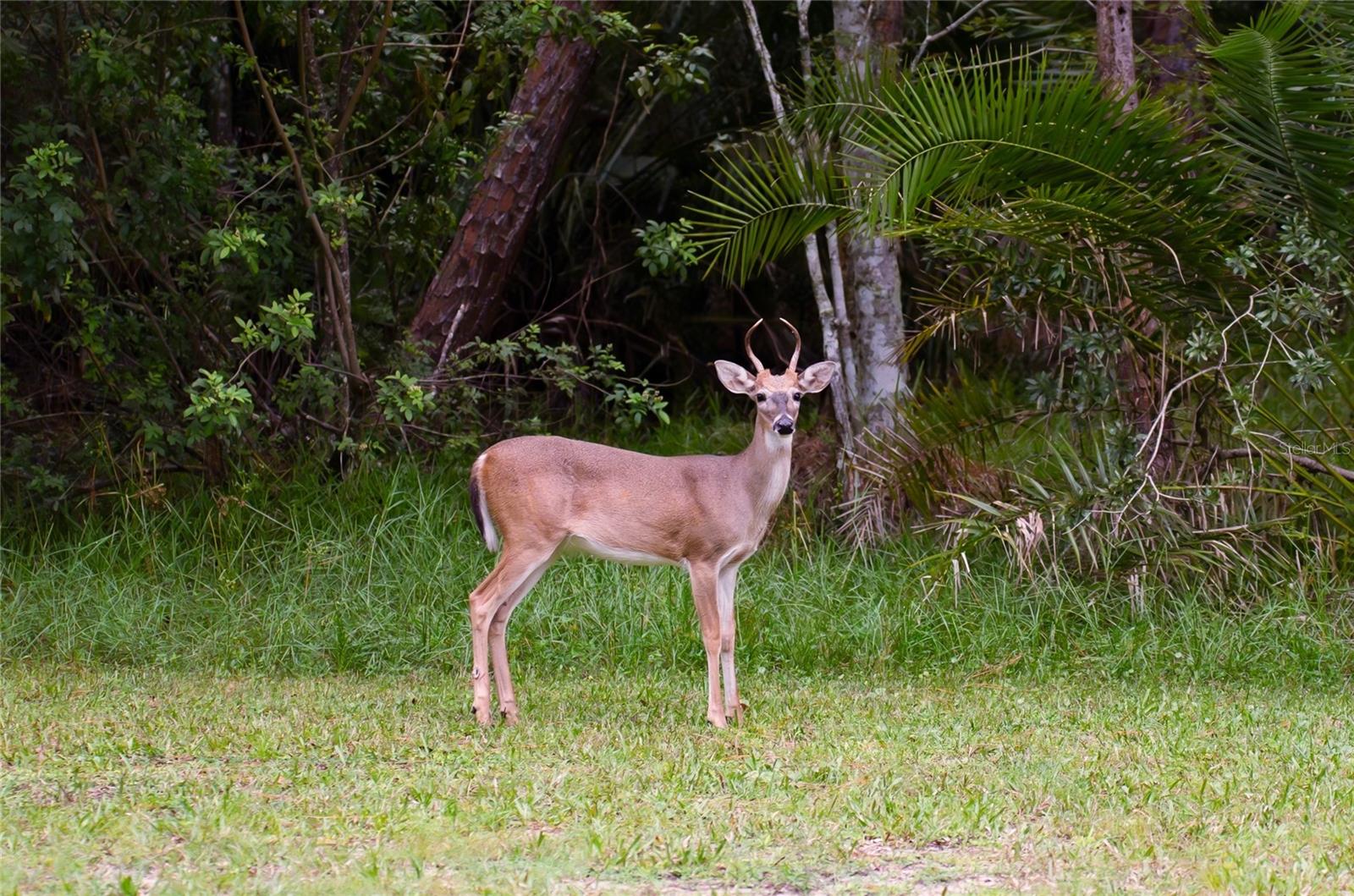 Image 94 of 96 For 12703 Green Heron Way