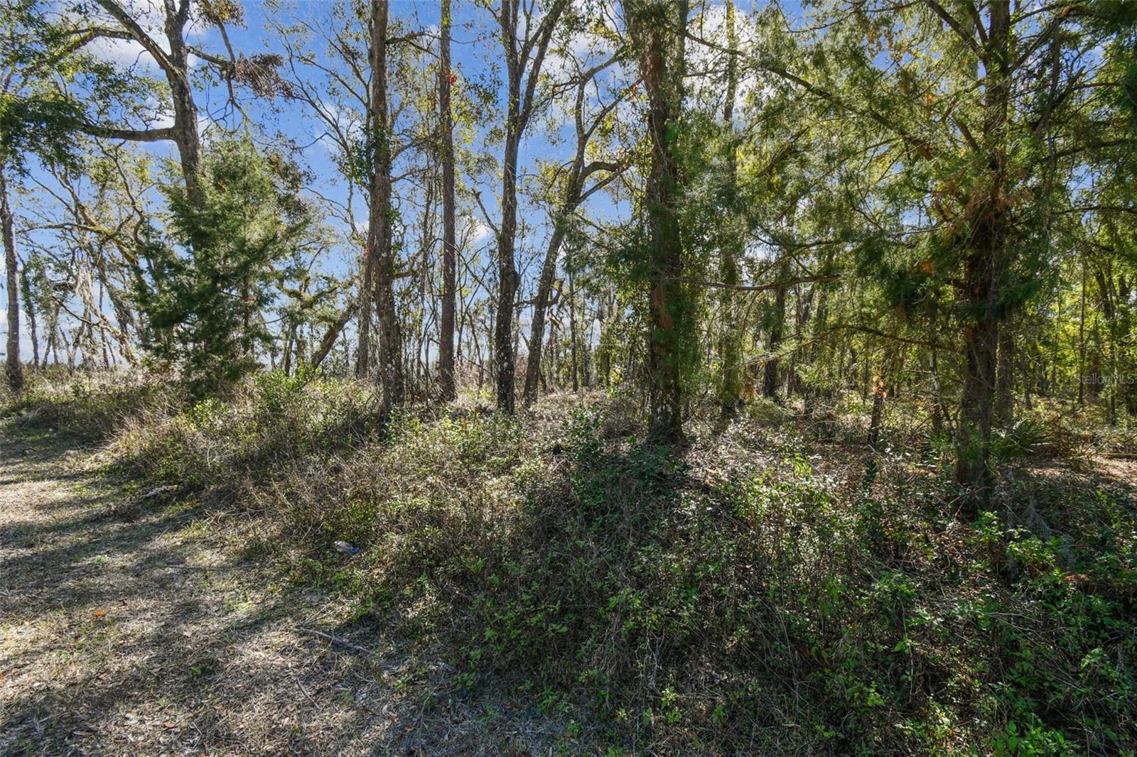 Listing photo id 24 for Mckethan Road