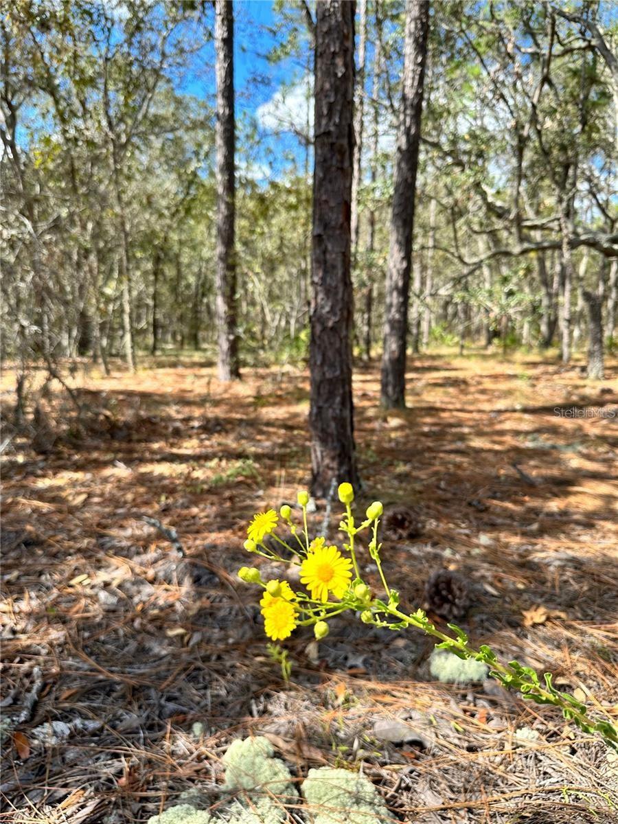 Details for 10 Apple Court, HOMOSASSA, FL 34446