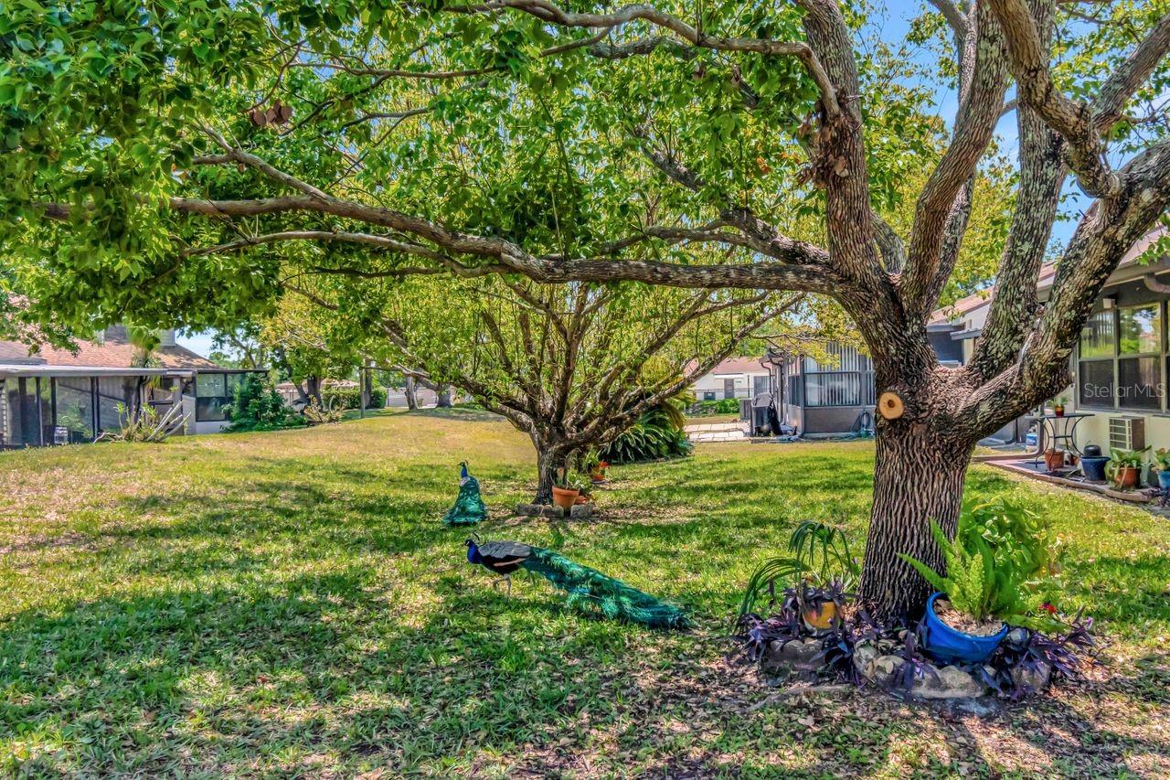 Image 35 of 37 For 8206 Leafy Court