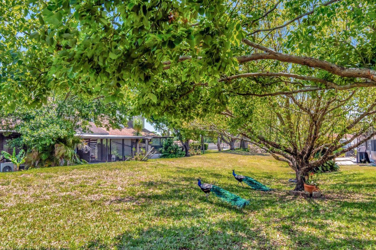 Image 36 of 37 For 8206 Leafy Court