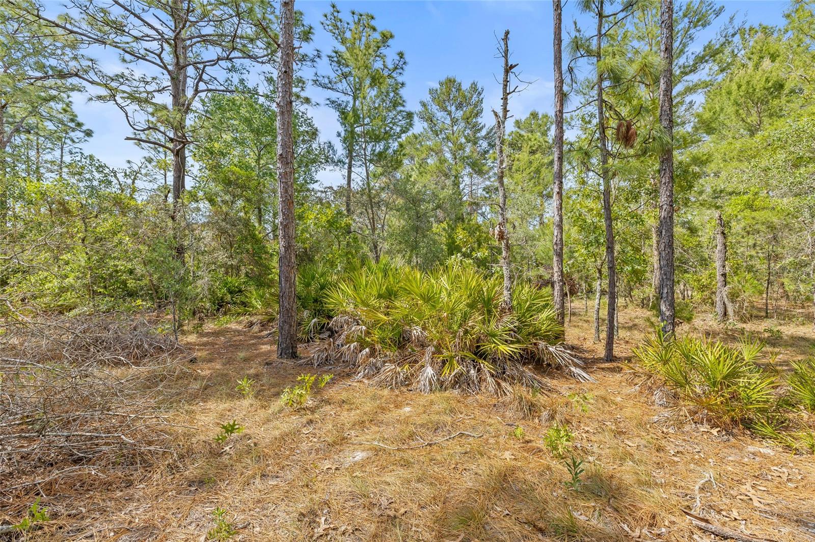 Image 10 of 32 For 8459 Mazette Road