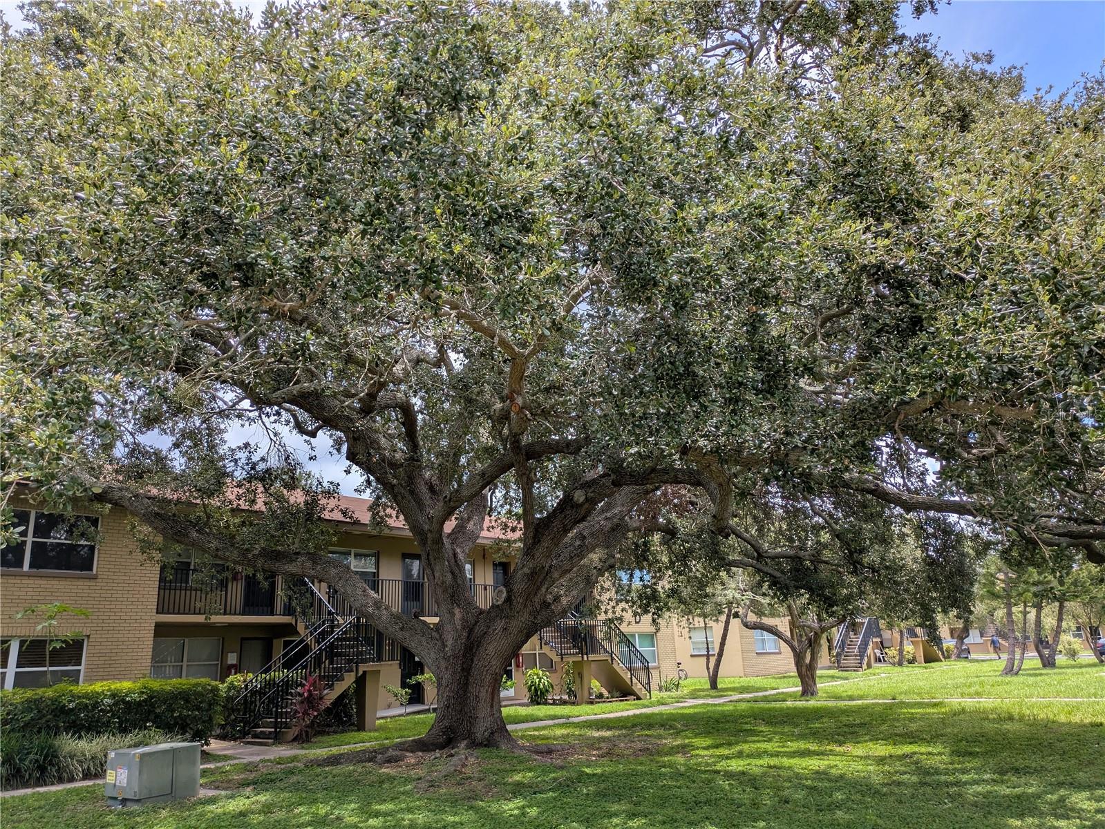 Image 28 of 30 For 2500 Harn Boulevard B12