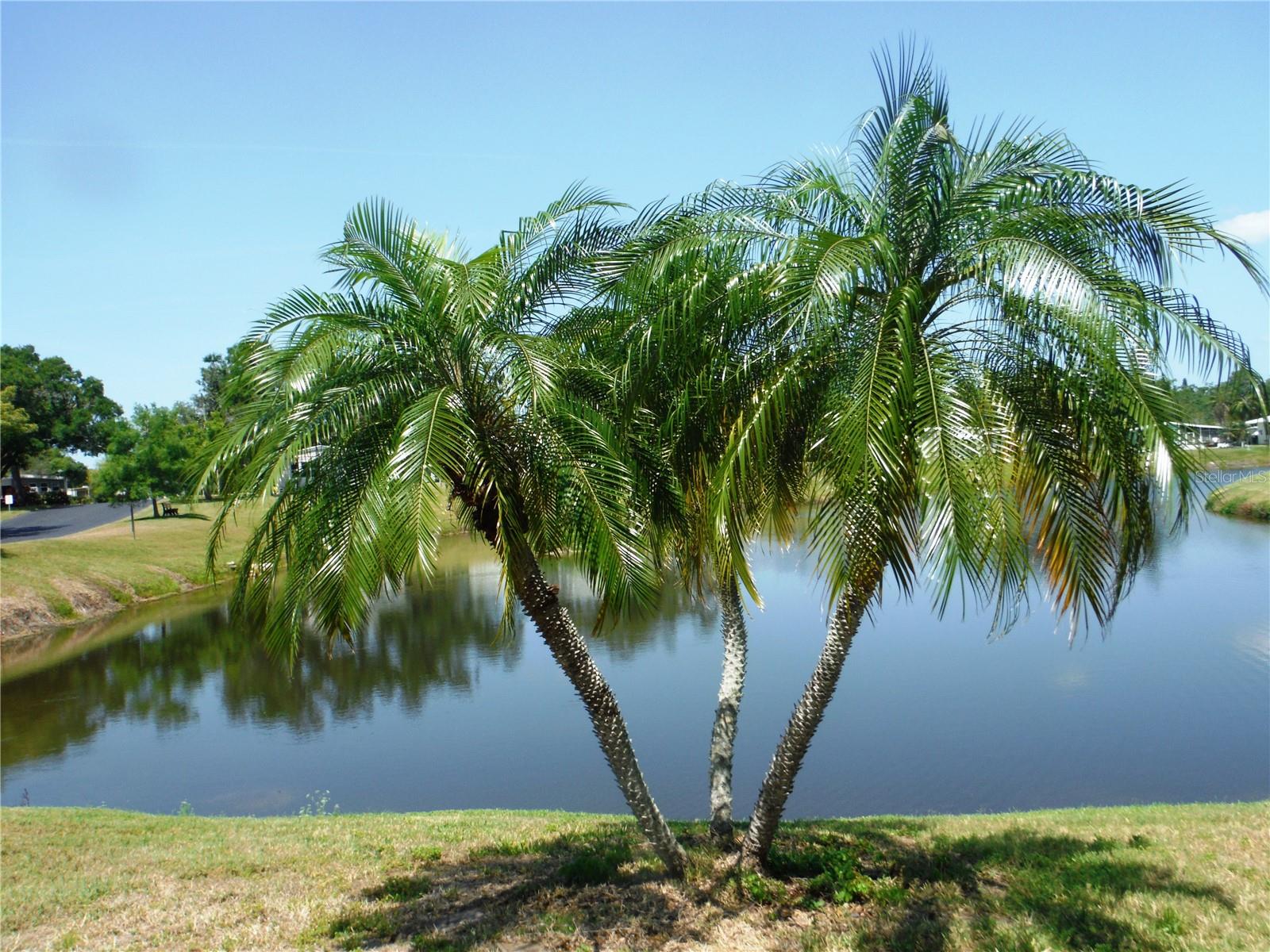Details for 84 Cottagewood Drive 35, SAFETY HARBOR, FL 34695