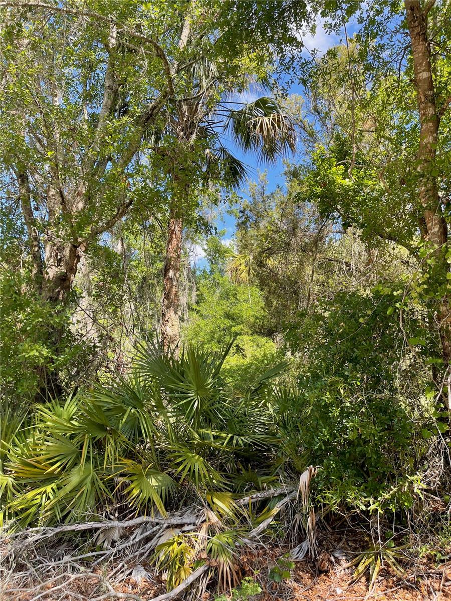 Image 6 of 16 For 12399 Baltic Ivy Street