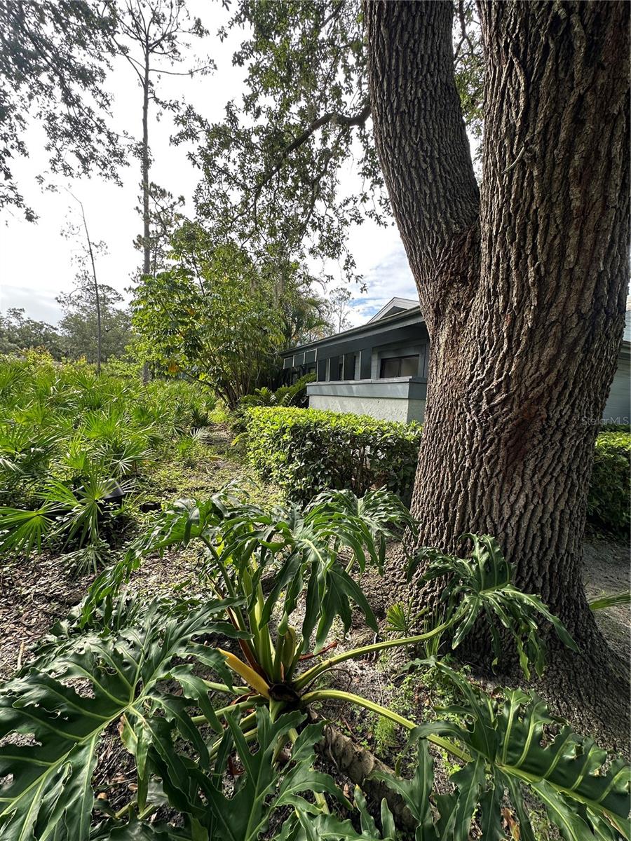 Listing photo id 24 for 135 Pinewinds Boulevard