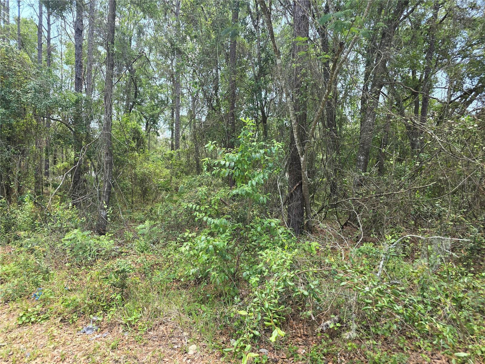 Image 4 of 5 For 3546 Diana Lane