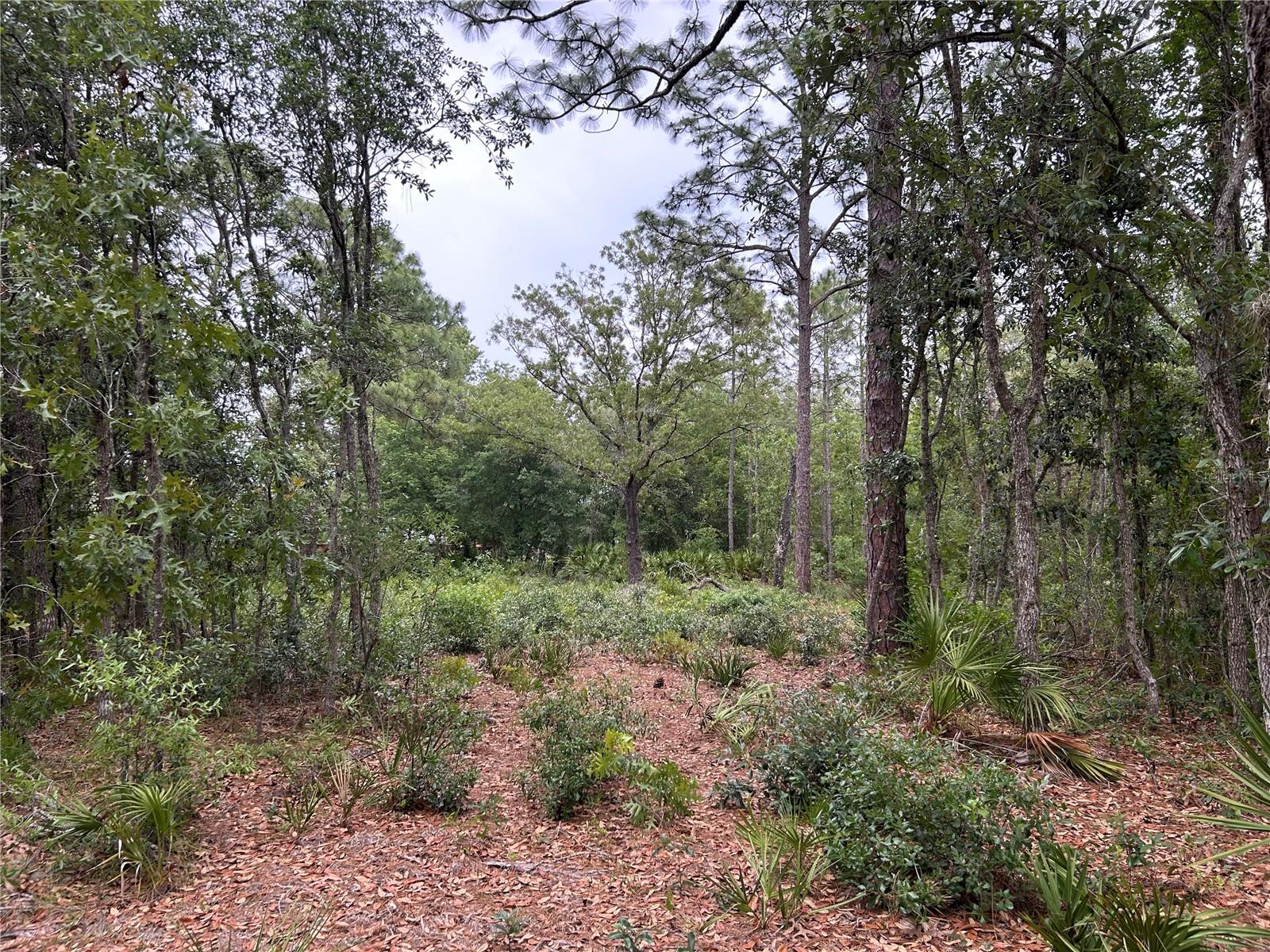 Details for Slash Pine Avenue, HOMOSASSA, FL 34446