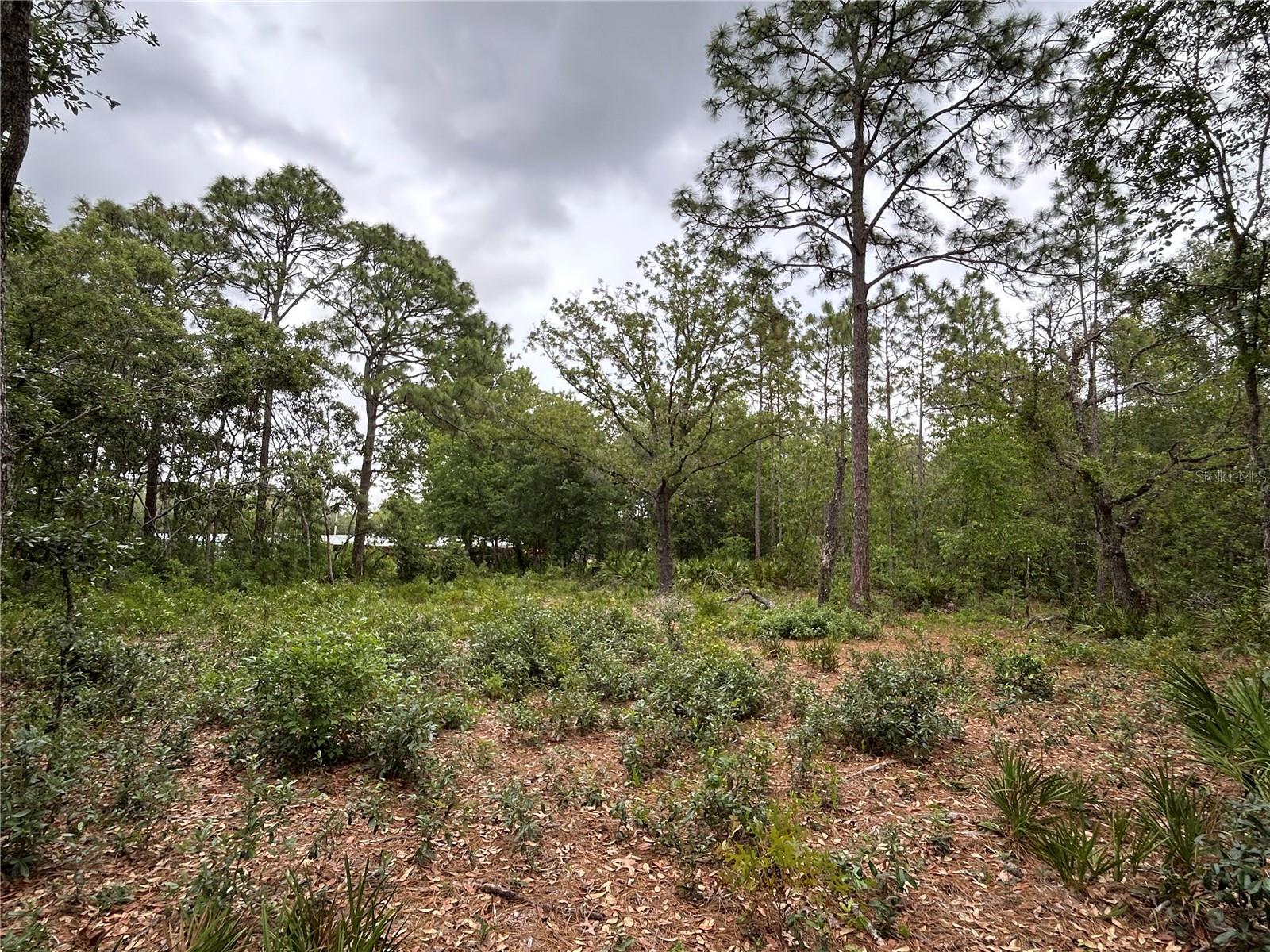 Image 2 of 4 For Slash Pine Avenue