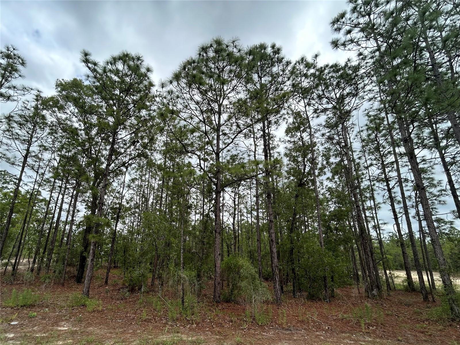 Details for 0 Mellon Road, WEEKI WACHEE, FL 34614