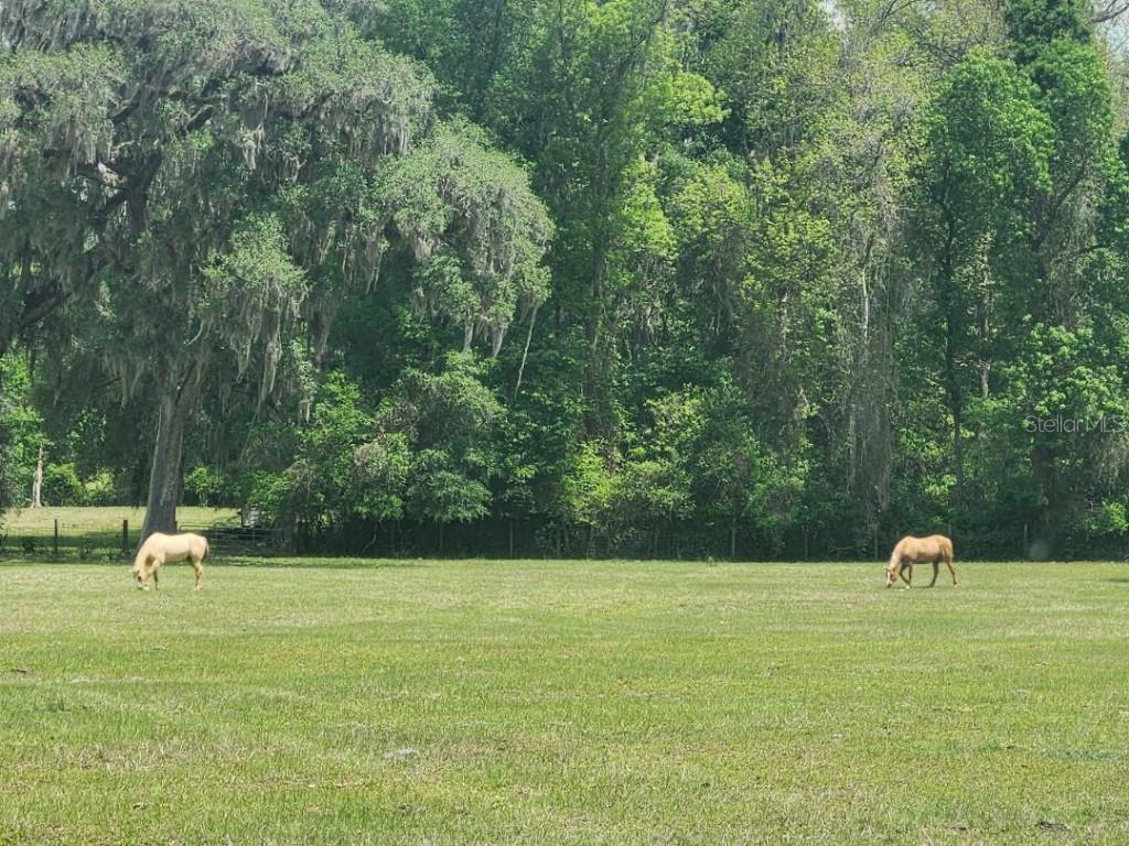 Details for 0 132nd Place, ANTHONY, FL 32617