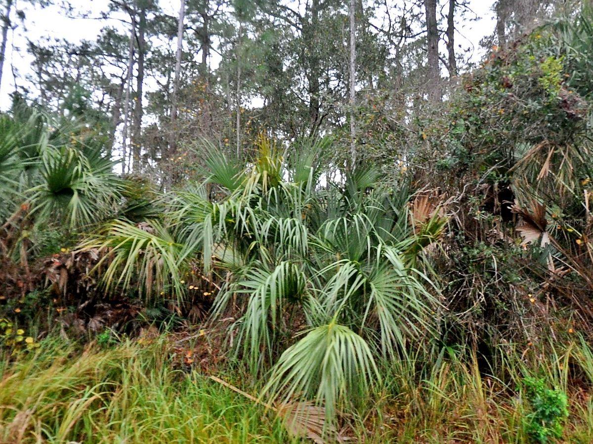 Details for Trentwood Lane, NORTH PORT, FL 34286
