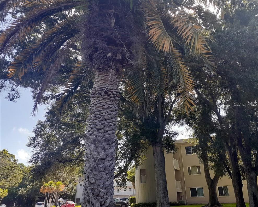 Details for 2441 Persian Drive 61, CLEARWATER, FL 33763