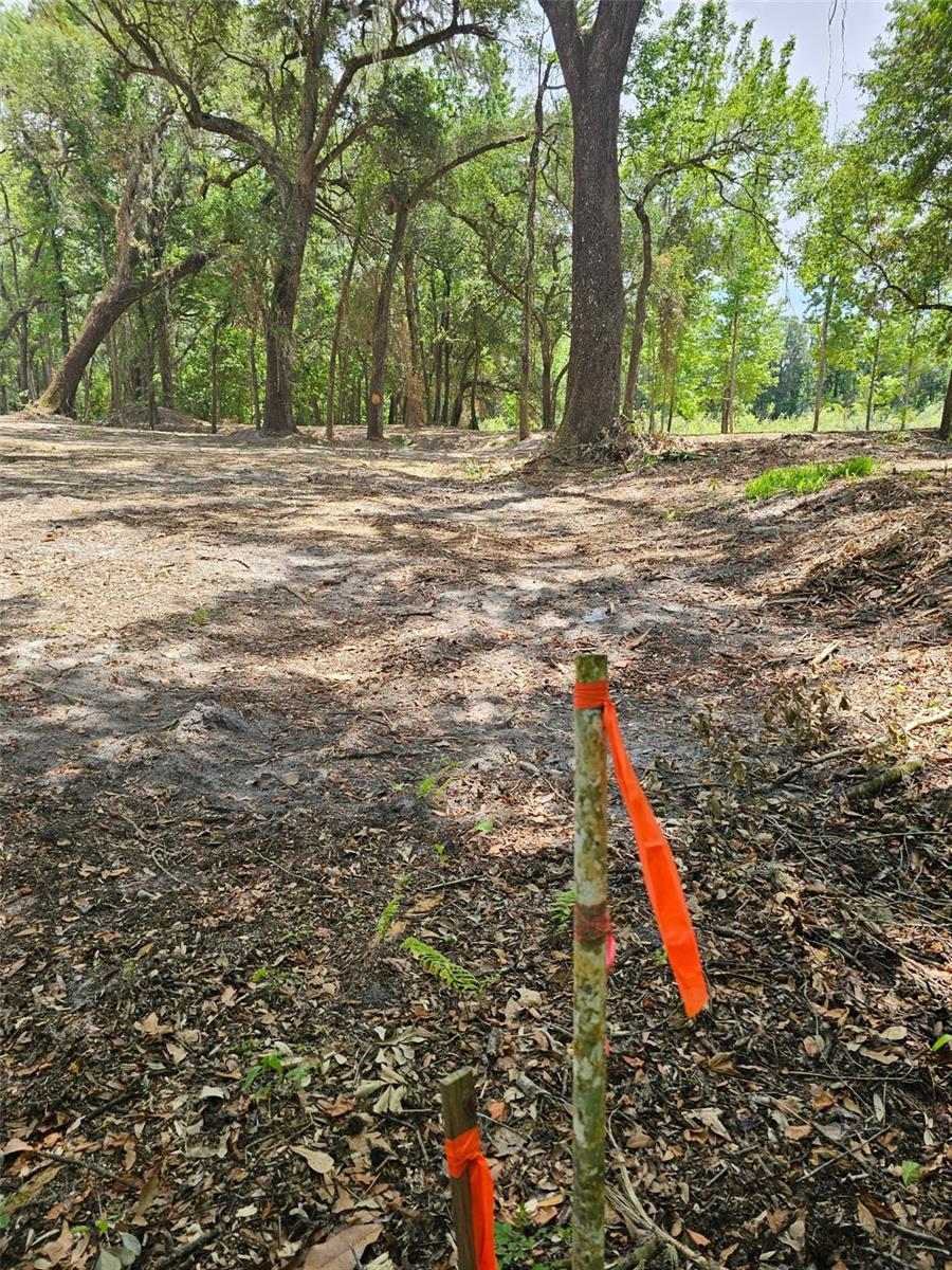 Image 8 of 15 For 359 Savannah Oaks Drive