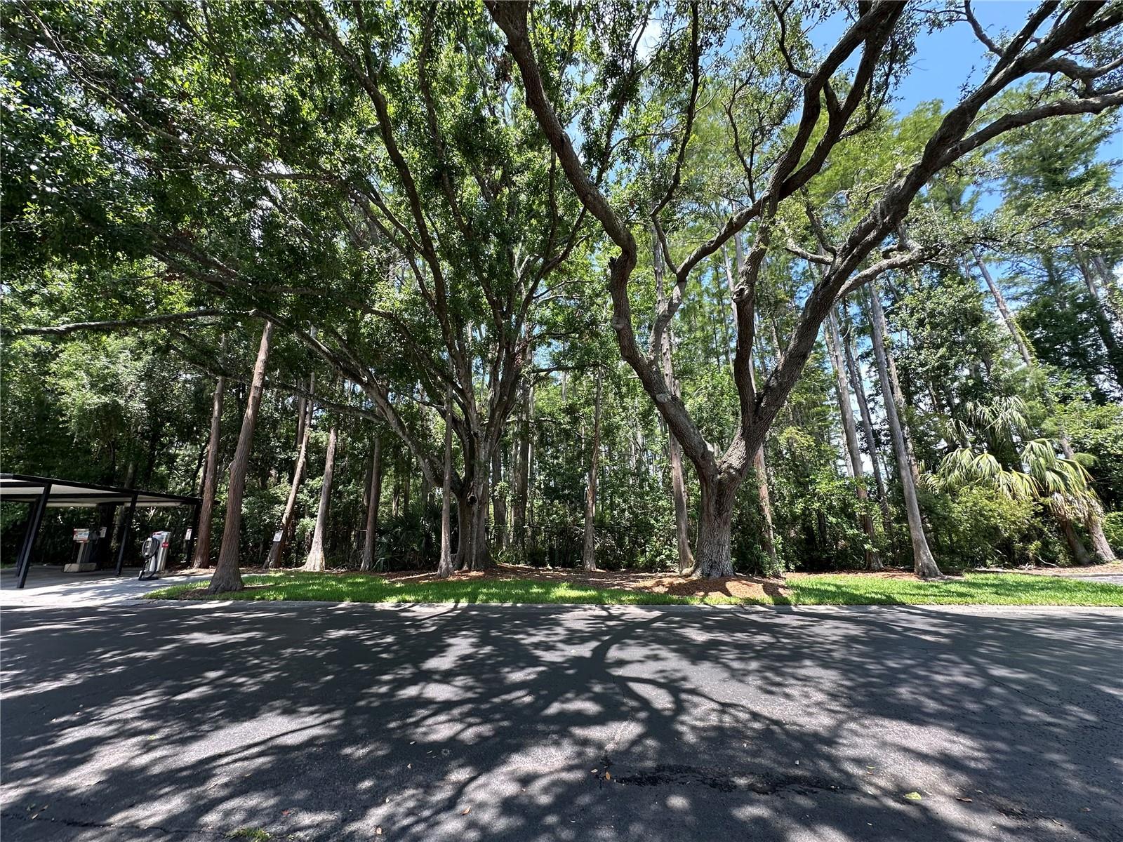 Image 11 of 22 For 13709 Juniper Blossom Drive