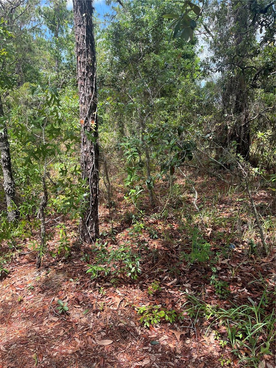 Image 8 of 10 For 5419 Firethorn Point