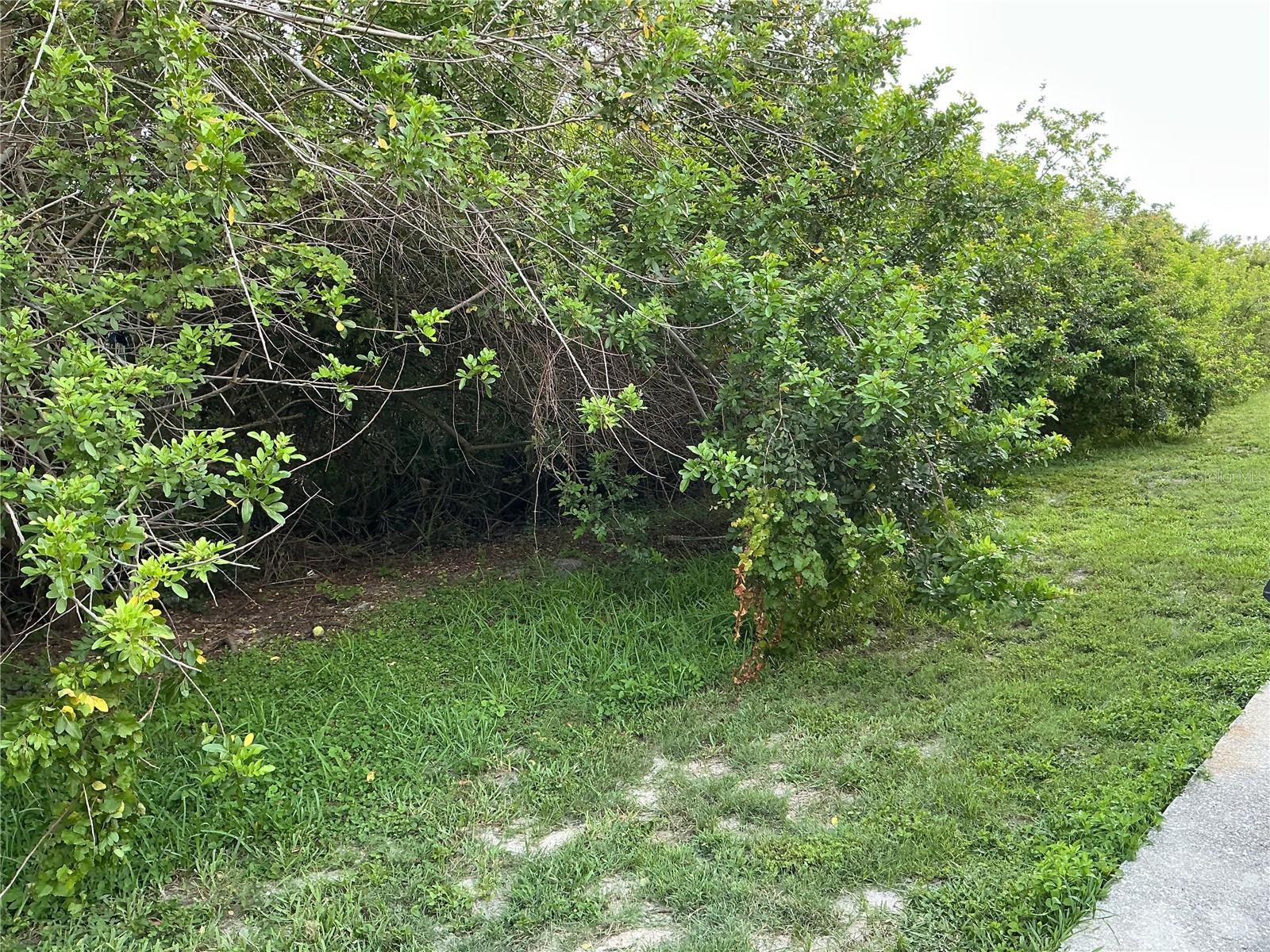 Image 11 of 16 For 6252 Olivedale Drive