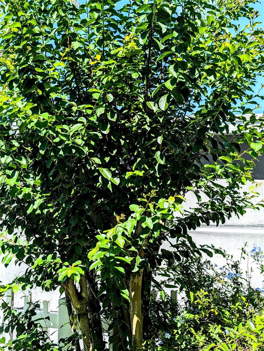 Image 25 of 27 For 6621 Kumquat Drive