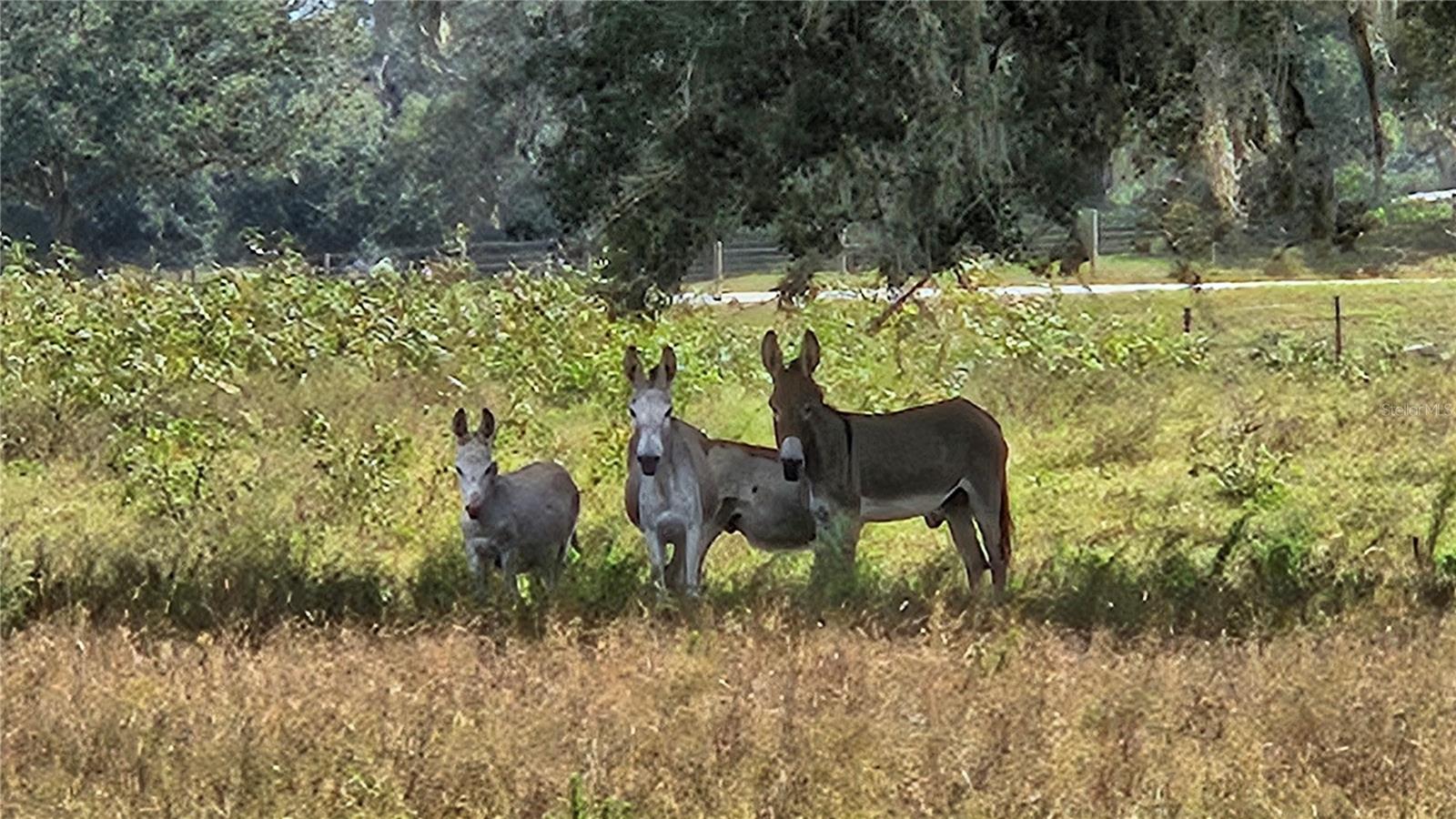 Image 67 of 67 For 21451 Us Highway 98