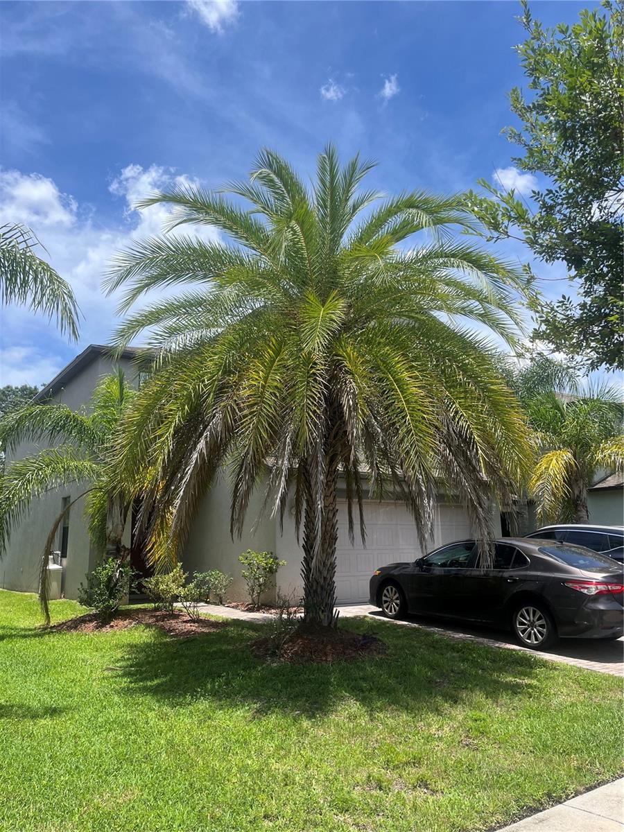 Details for 20042 Date Palm Way, TAMPA, FL 33647