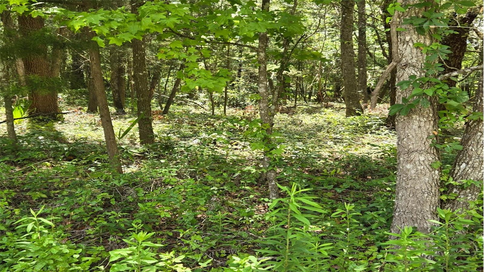 Image 5 of 5 For 01 9th Lane 