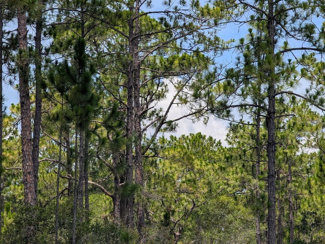 Details for Deland Avenue, INDIAN LAKE ESTATES, FL 33855
