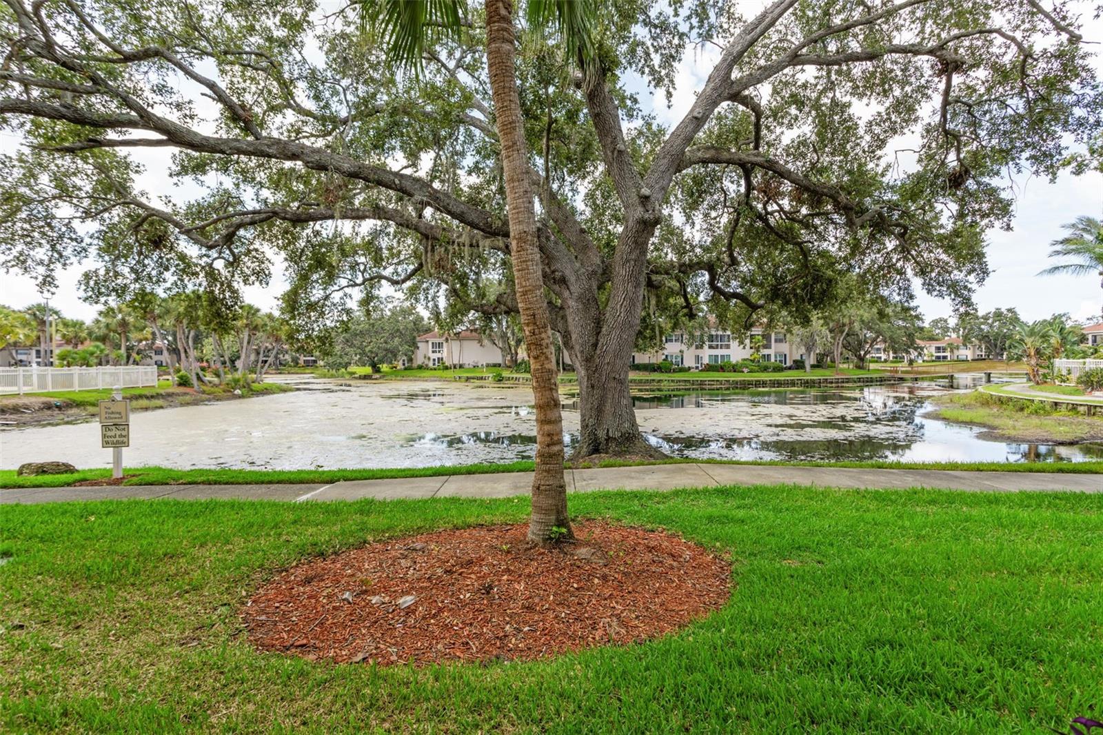 Image 26 of 37 For 10388 Carrollwood Lane 283