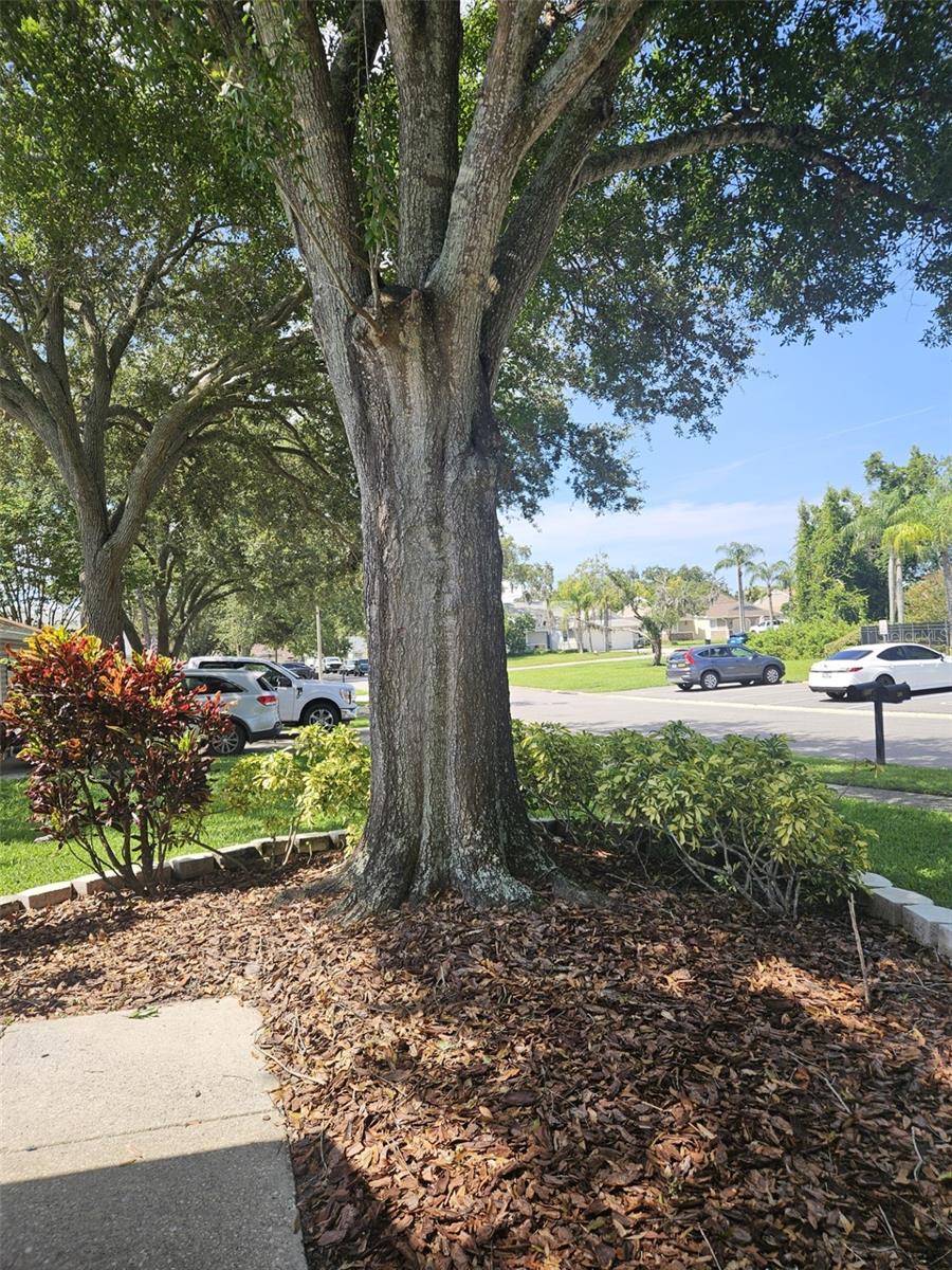Image 3 of 35 For 339 Petrea Drive 339