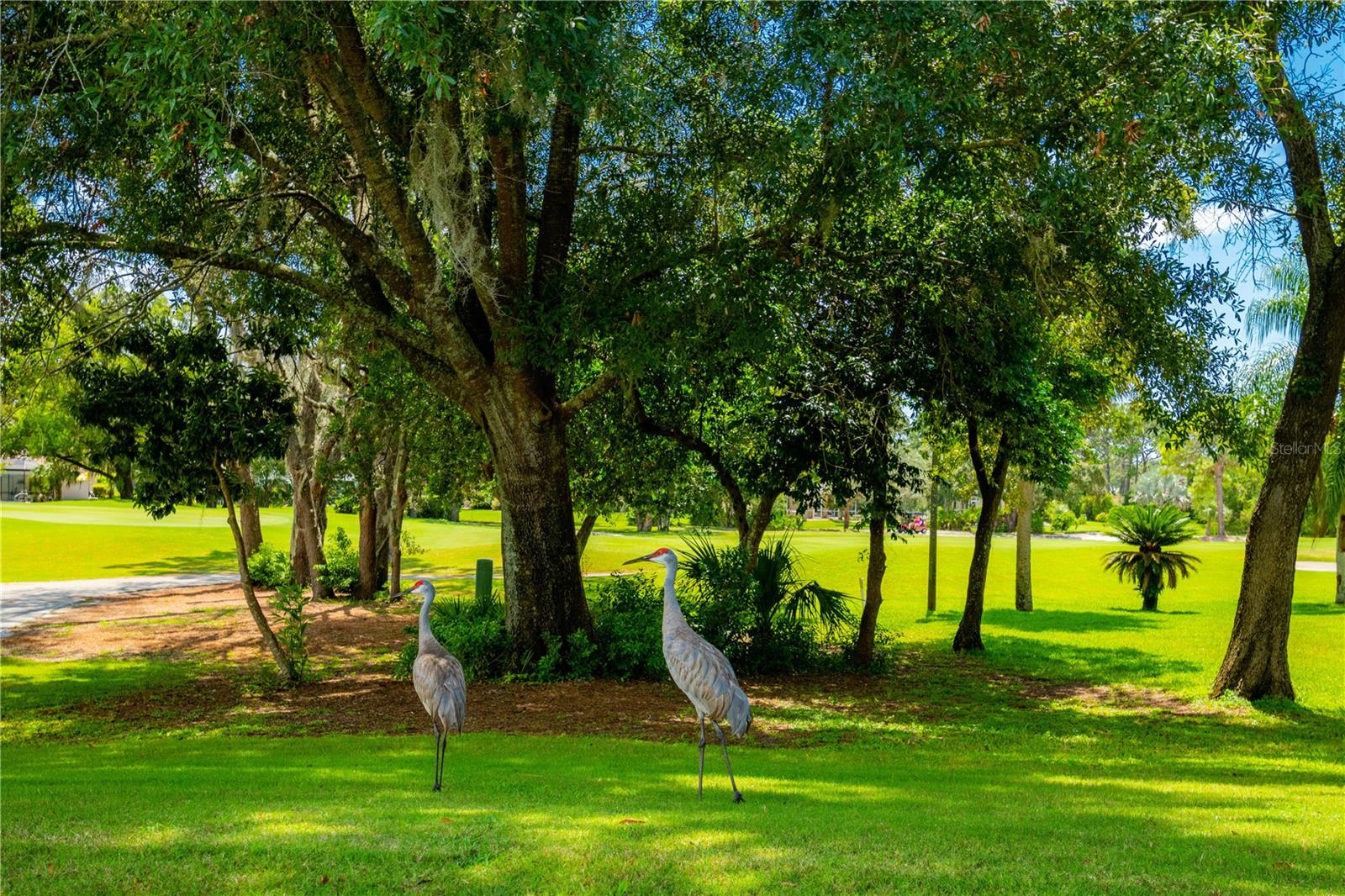 Listing photo id 57 for 9313 Gentle Ben Court