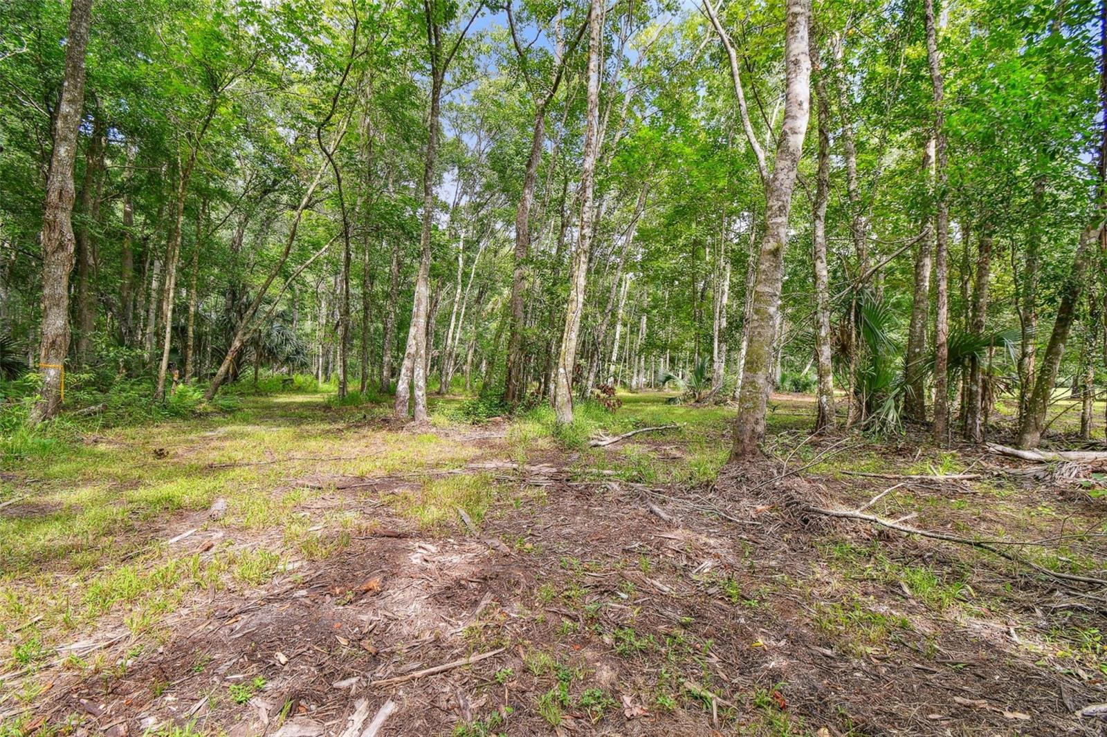 Listing photo id 20 for 2612 Regal Oaks Lane